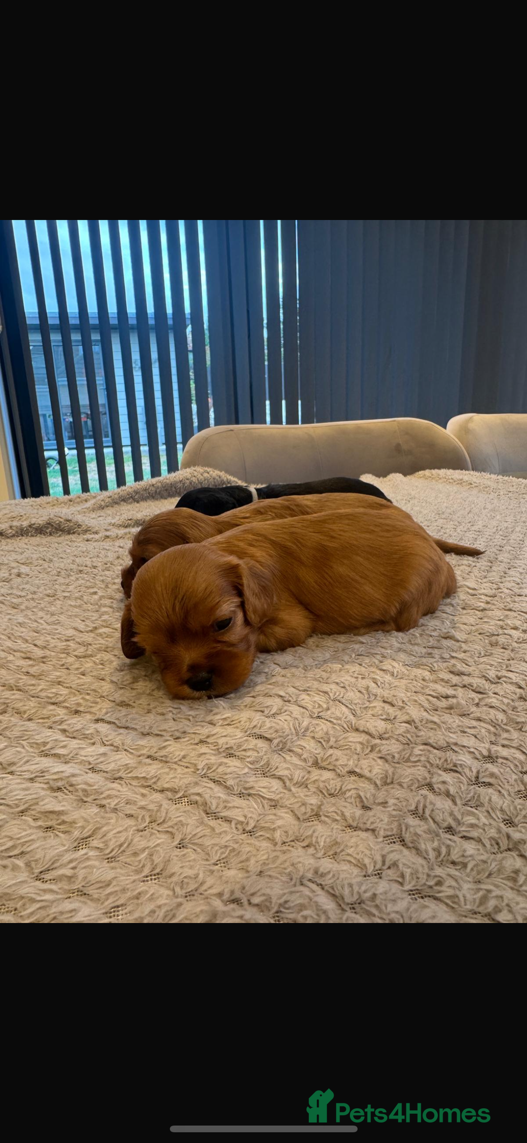 Cavalier King Charles Spaniel dogs for sale: 🐶5 generation kc registered tiny cavalier🐶 - Image 11
