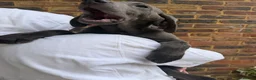 Labrador Retriever dogs for sale: Labrador puppies  - Advert 5