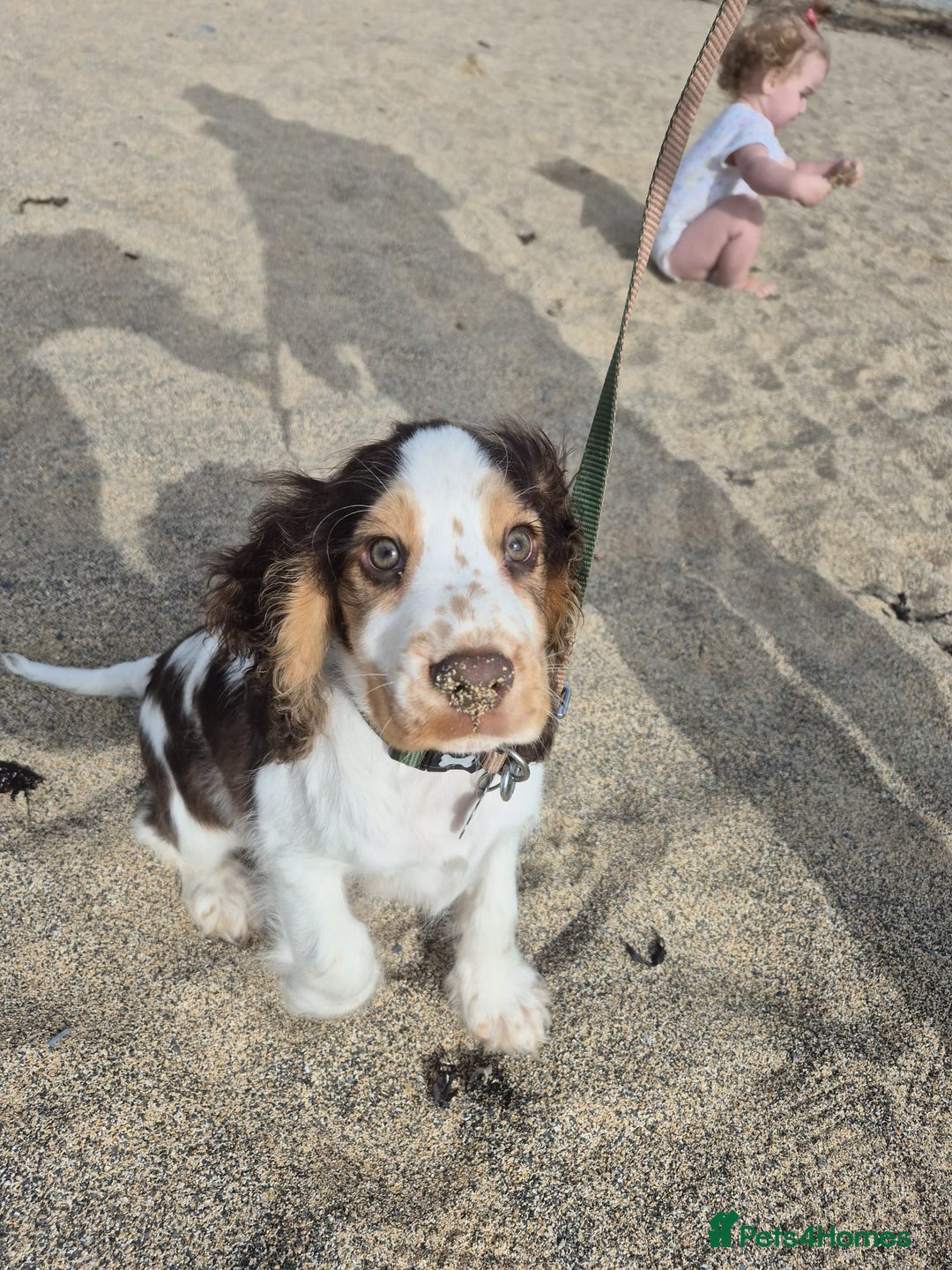 Cocker Spaniel dogs for sale: 17 week Cocker Spaniel - Advert 3