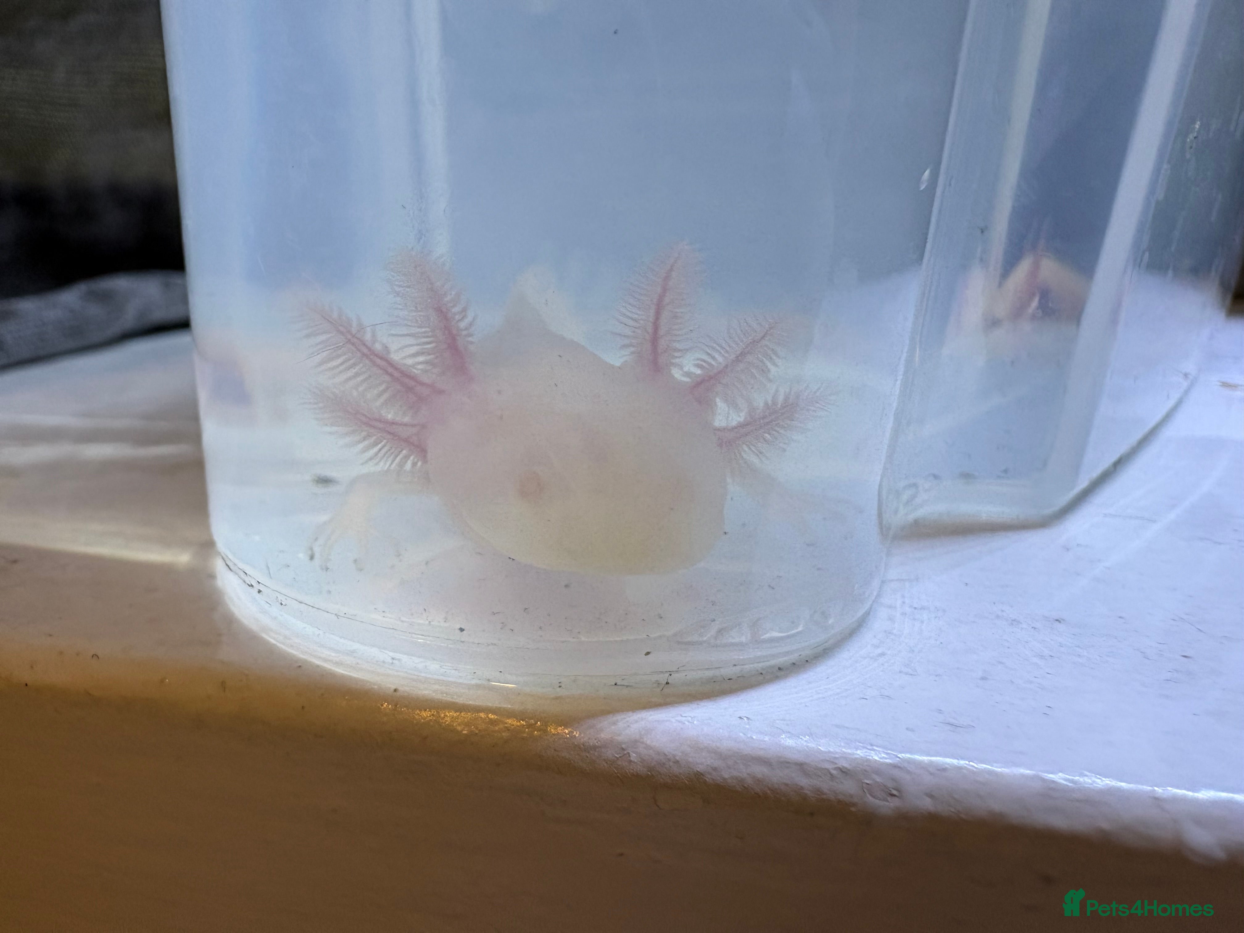Axolotl reptiles Juvenile albino axolotl  - Advert 8