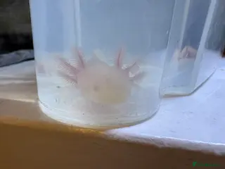 Axolotl reptiles Juvenile albino axolotl - Advert 1