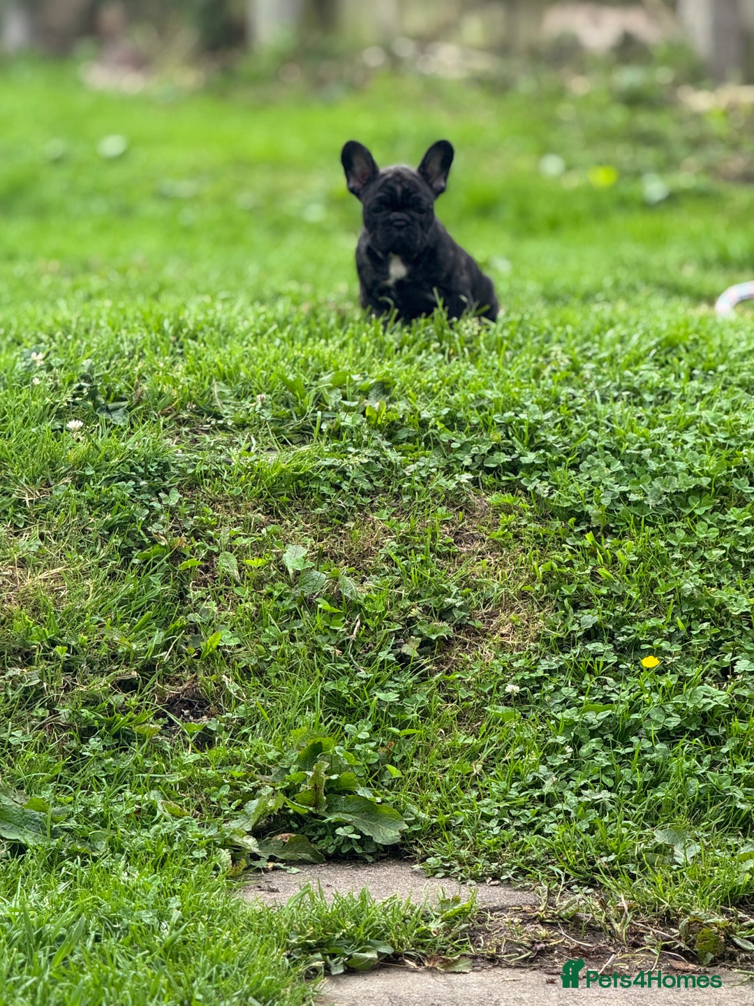 French Bulldog dogs for sale: 🏆KC registered, Standard French Bulldog Puppies🏆 - Image 23