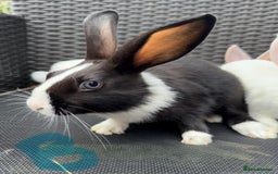 Mixed Breed rabbits for sale: 7 baby bunnies ready for new homes - Image 7