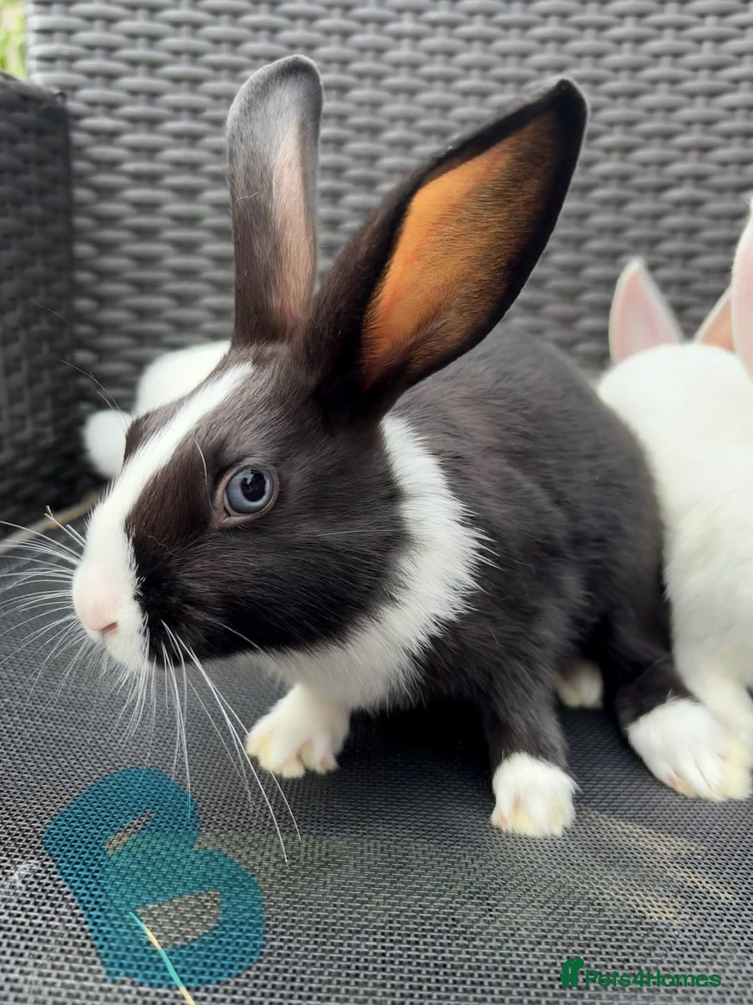 Mixed Breed rabbits for sale: 7 baby bunnies ready for new homes - Image 7