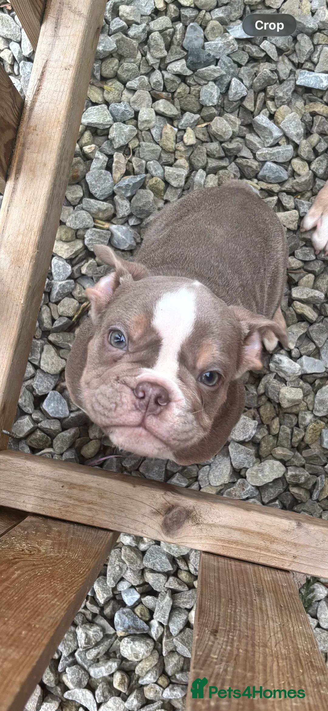 Olde English Bulldogge dogs for sale: Old English bulldog boy puppy  - Advert 5