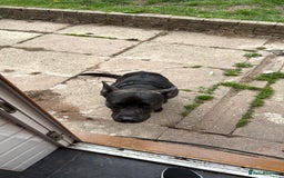 Mixed Breed dogs for sale: Bear - Staffy X German Shepherd - Image 29