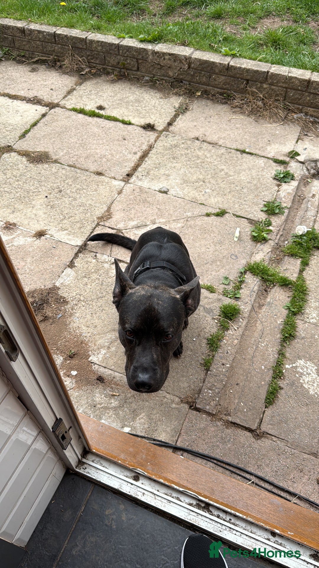 Mixed Breed dogs for sale: Bear - Staffy X German Shepherd - Image 29