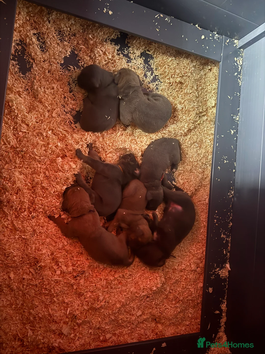 Cane Corso dogs for sale: Cane corso puppies ICCF registered  - Advert 11
