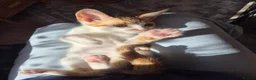 Mixed Breed cats for sale: 2 kittens Ready To Leave - Advert 7