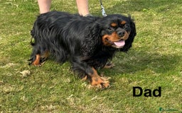 Cavalier King Charles Spaniel dogs for sale: Cavalier king Charls spaniel - Image 9