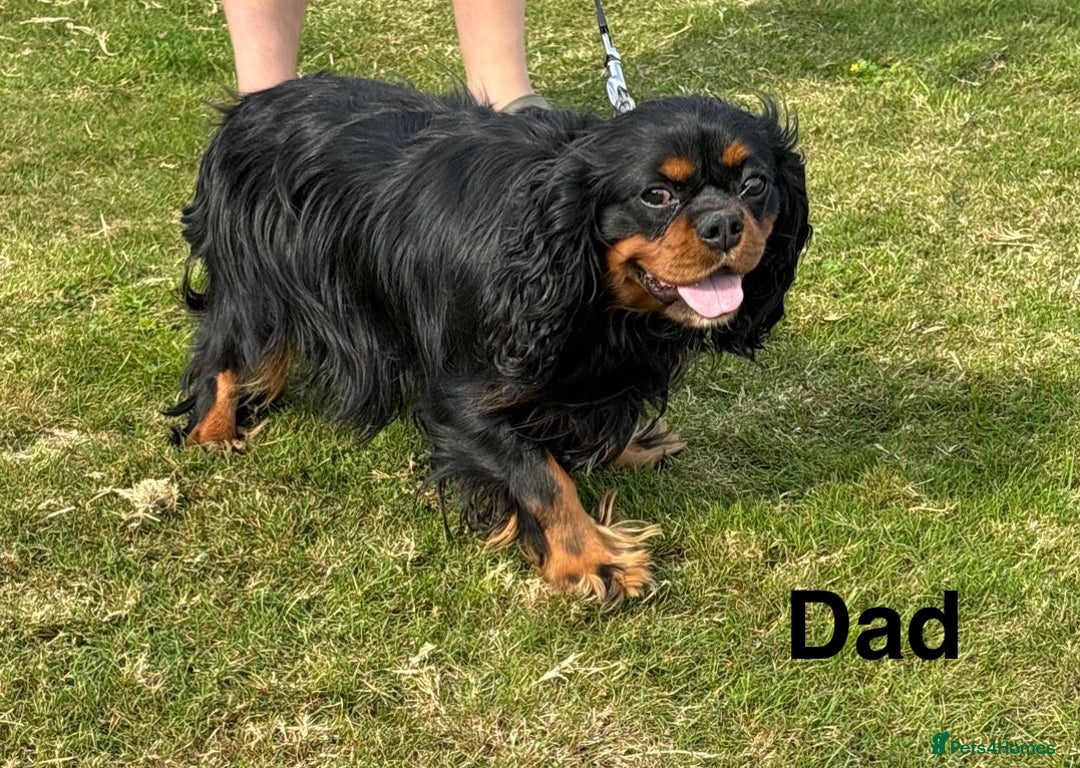 Cavalier King Charles Spaniel dogs for sale: Cavalier king Charls spaniel - Image 9