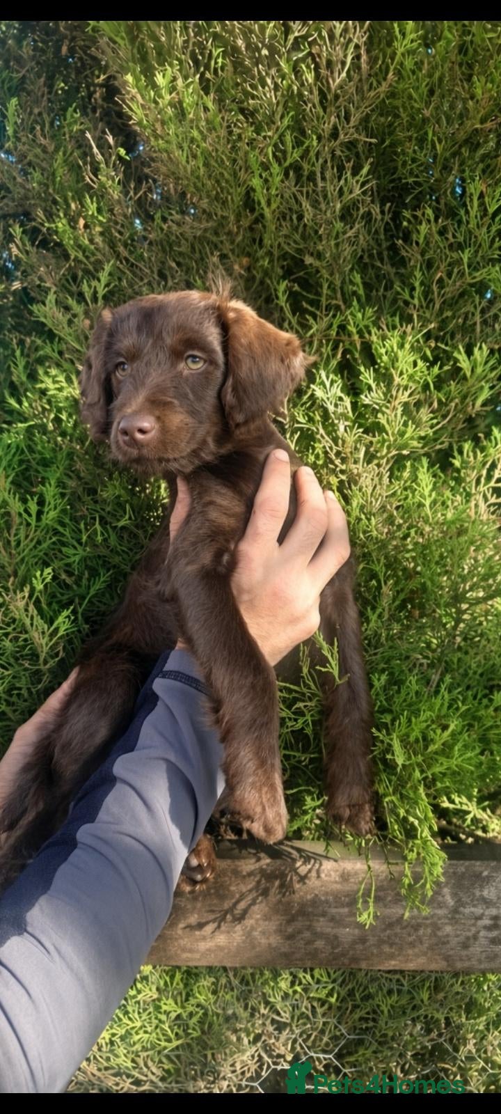 Mixed Breed dogs Ready for new homes Adorable Patterpoos - Advert 11