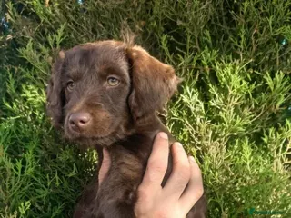 Mixed Breed dogs Ready for new homes Adorable Patterpoos - Advert 11
