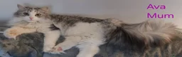 Siberian cats for sale: GCCF pedigree Siberian Tabby kittens - Advert 9