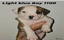 Alapaha Blue Blood Bulldog dogs for sale: IABBR. Health tested. Top lines.  - Advert 38