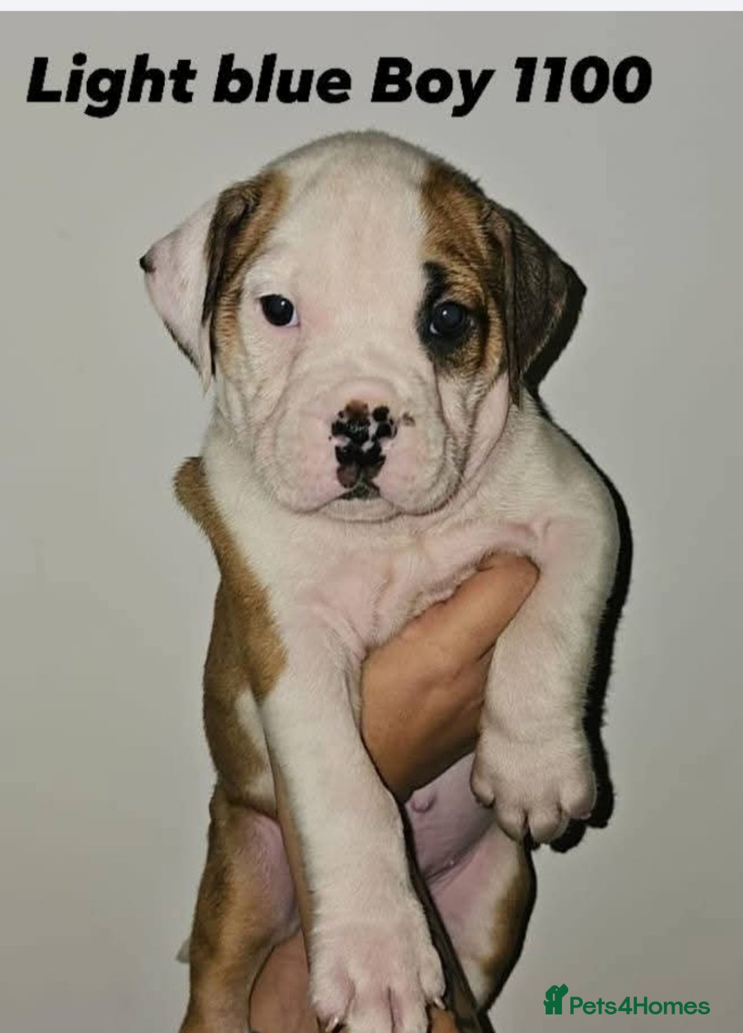 Alapaha Blue Blood Bulldog dogs for sale: IABBR. Health tested. Top lines.  - Advert 38