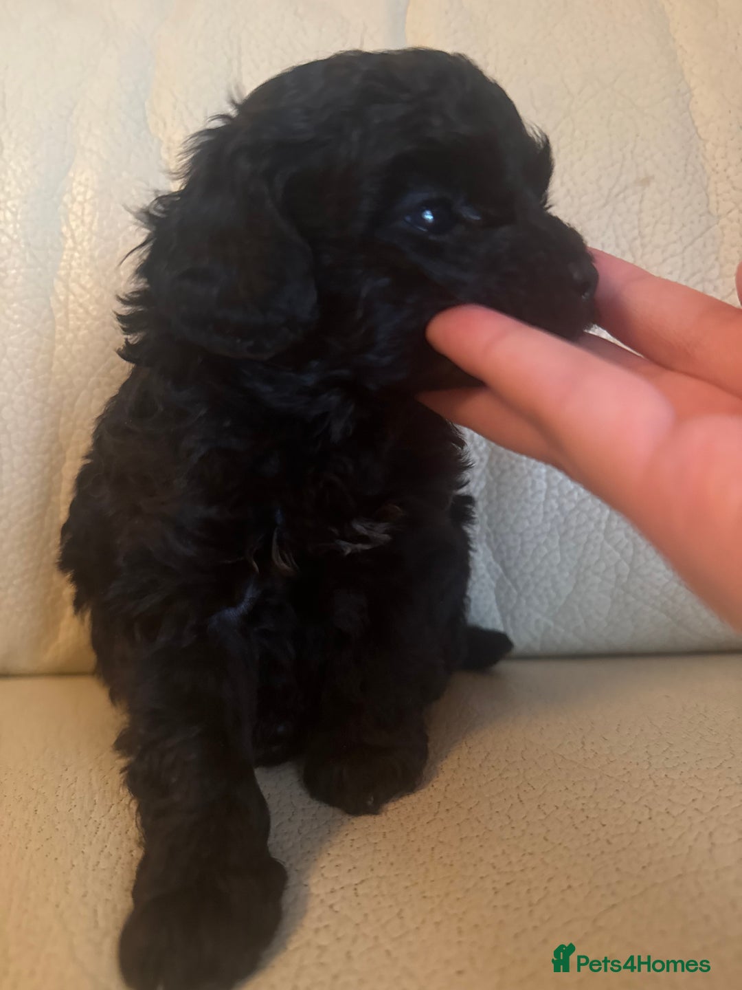 Toy Poodle dogs for sale: 3 adorable toy poodles. Multicoloured, check des. - Advert 13