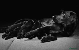 Labrador Retriever dogs - Advert 1