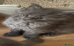 Maine Coon cats for sale: Gccf reg Maine coon kittens - Image 2