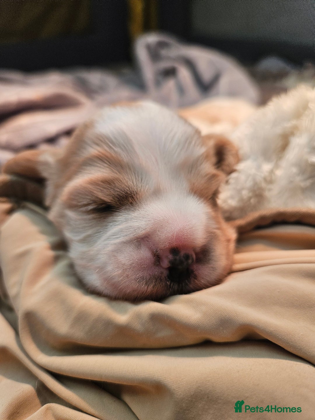 Mixed Breed dogs for sale: Cavapoo girl Ready for forever home - Advert 25