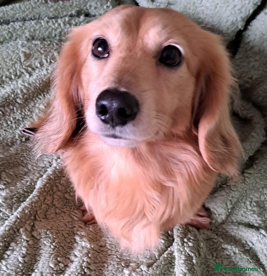 Miniature Dachshund dogs for stud: STUD 100% Long Haired Cream Miniature Dachshund - Image 16