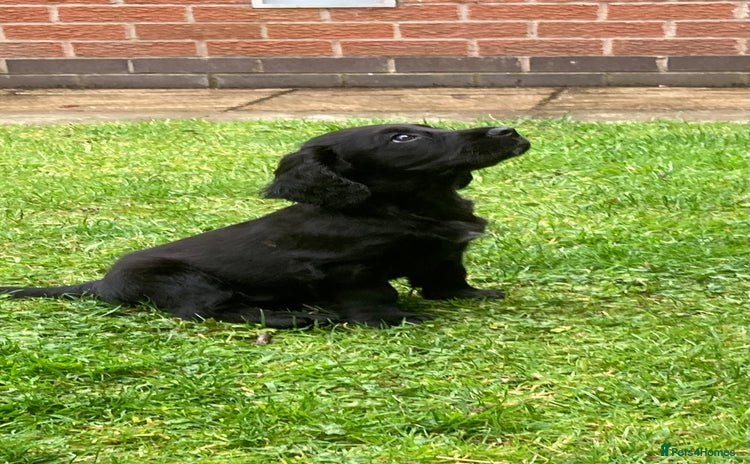 Cocker Spaniel dogs - Advert 8