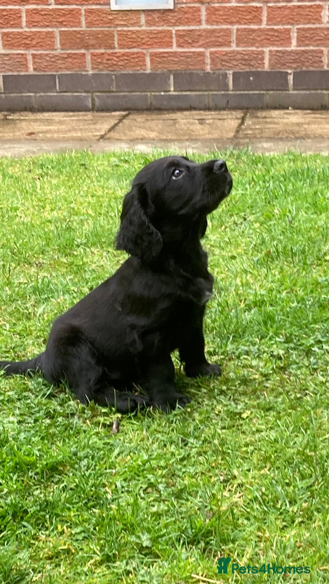 Cocker Spaniel dogs for sale: KC Reg. Cocker Spaniel - Image 1
