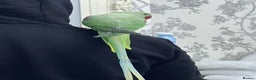 Parakeets birds for sale: Parakeet Alexandra parrot talks - Advert 3