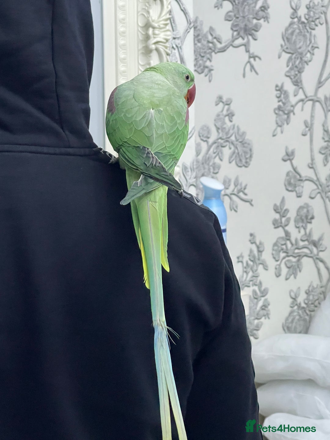 Parakeets birds for sale: Parakeet Alexandra parrot talks - Advert 3