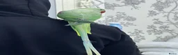 Parakeets birds for sale: Parakeet Alexandra parrot talks - Advert 4