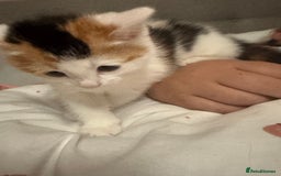 British Shorthair cats for sale: 2 kittens for sale  - Image 5