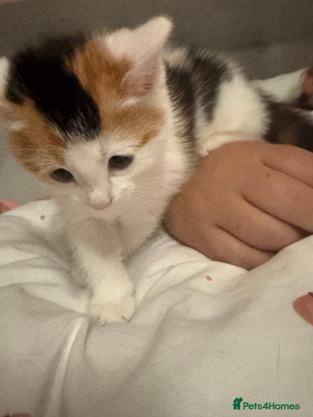 British Shorthair cats for sale: 2 kittens for sale  - Image 5