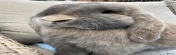 French Lop rabbits for sale: Pure breed Baby Giant French Lops Rabbits - Advert 7