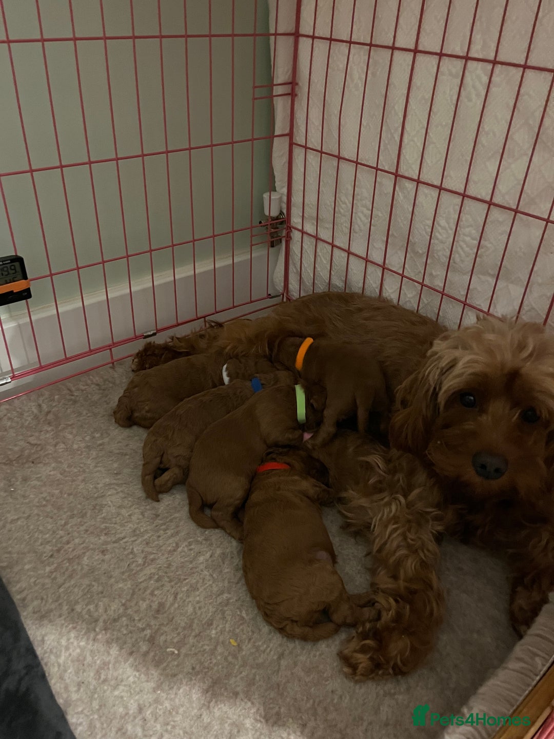 Cavapoo dogs for sale: Stunning chunky cavapoos - Advert 11