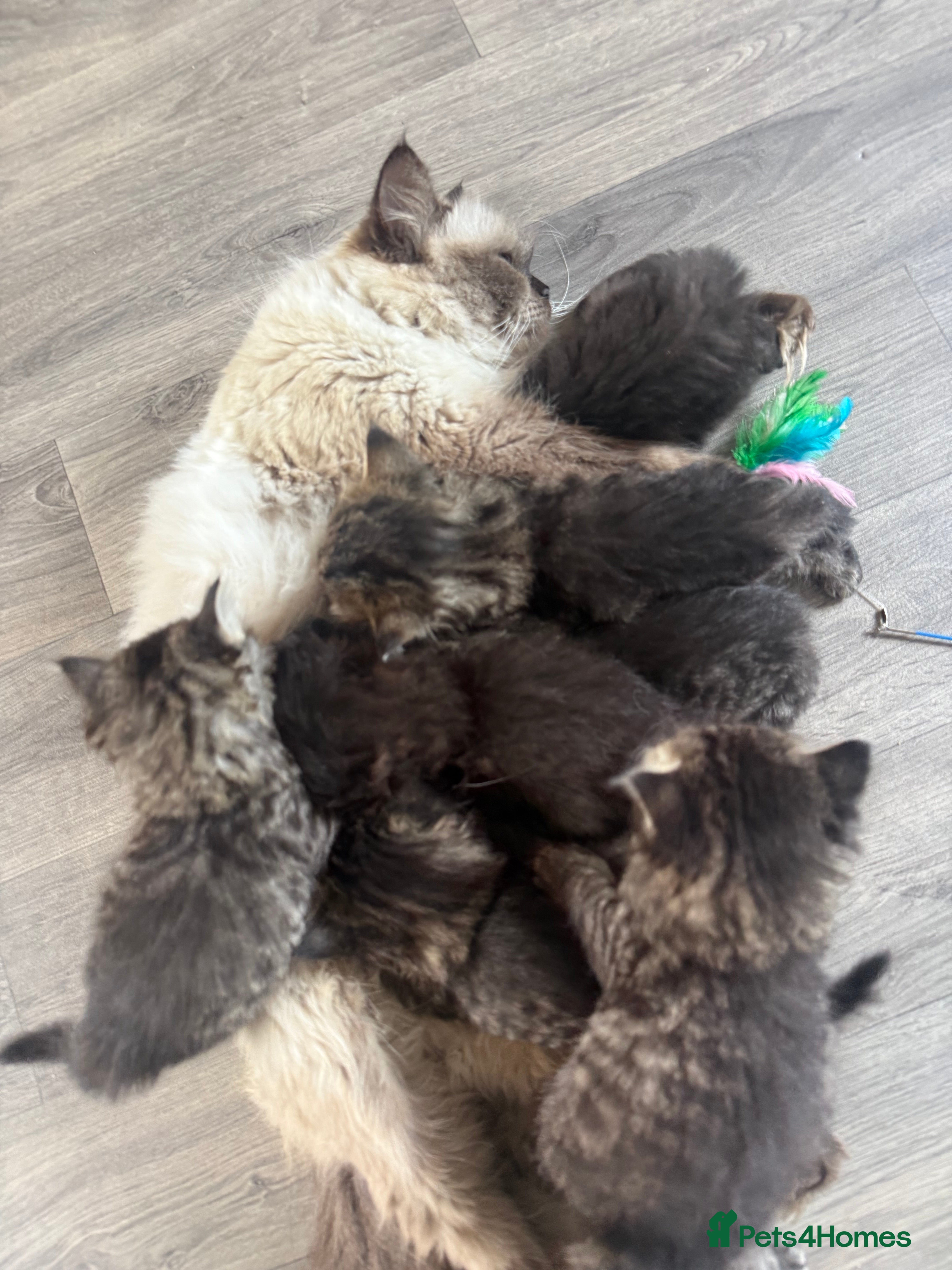 Ragcoon cats 8 RAGDOL X MAINCOON KITTENS🐱 - Advert 1