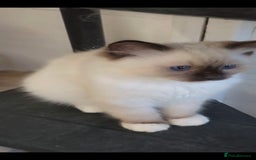 Ragdoll cats for sale: 3 full pedigree Ragdolls  - Image 1