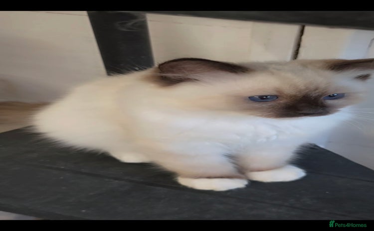 Ragdoll cats - Advert 1