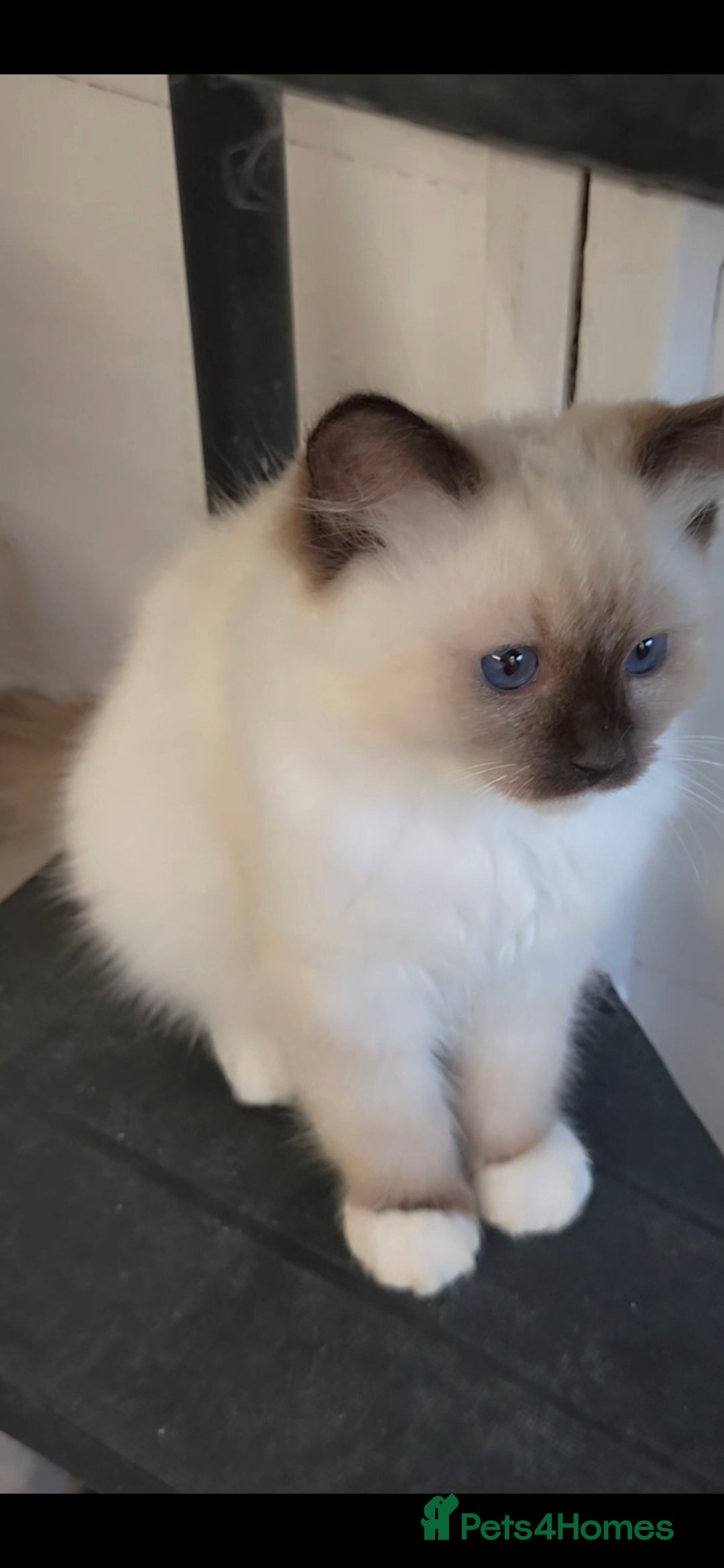Ragdoll cats for sale: 3 full pedigree Ragdolls  - Image 1