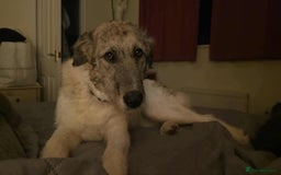 Mixed Breed dogs for adoption: Perfect PICKLE - Image 18