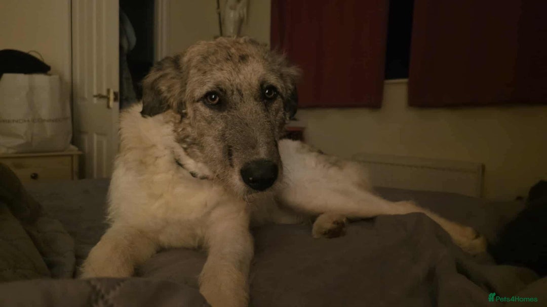 Mixed Breed dogs for adoption: Perfect PICKLE - Image 18