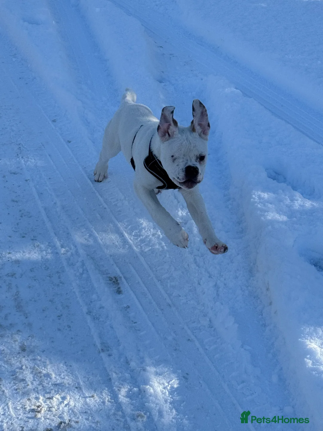 Mixed Breed dogs for sale: Staffy Mixed Breed - Advert 4