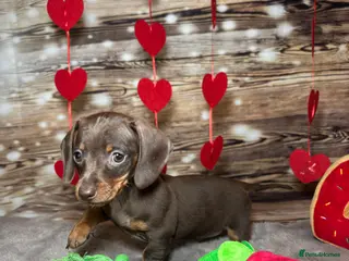 Miniature Dachshund dogs Outstanding tiny smooth coat dachshund - Advert 8