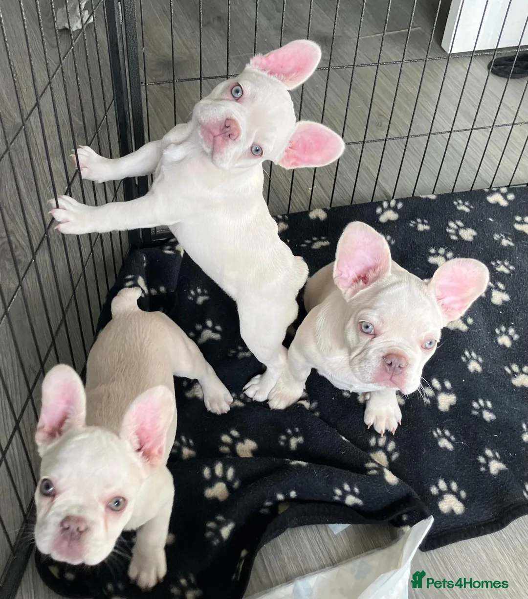 French Bulldog dogs for sale: Ready - Lilac Platinum - Fluffy Carriers - Advert 2