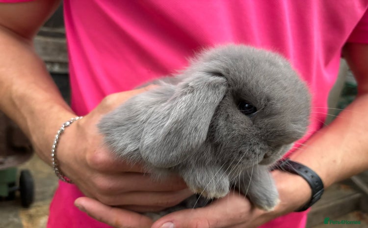 Mini Lop rabbits - Advert 4