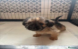 Mixed Breed dogs for sale: Fluffy Frenchie x Jackapoo  - Image 1