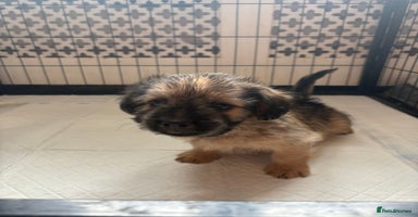 Mixed Breed dogs - Advert 3
