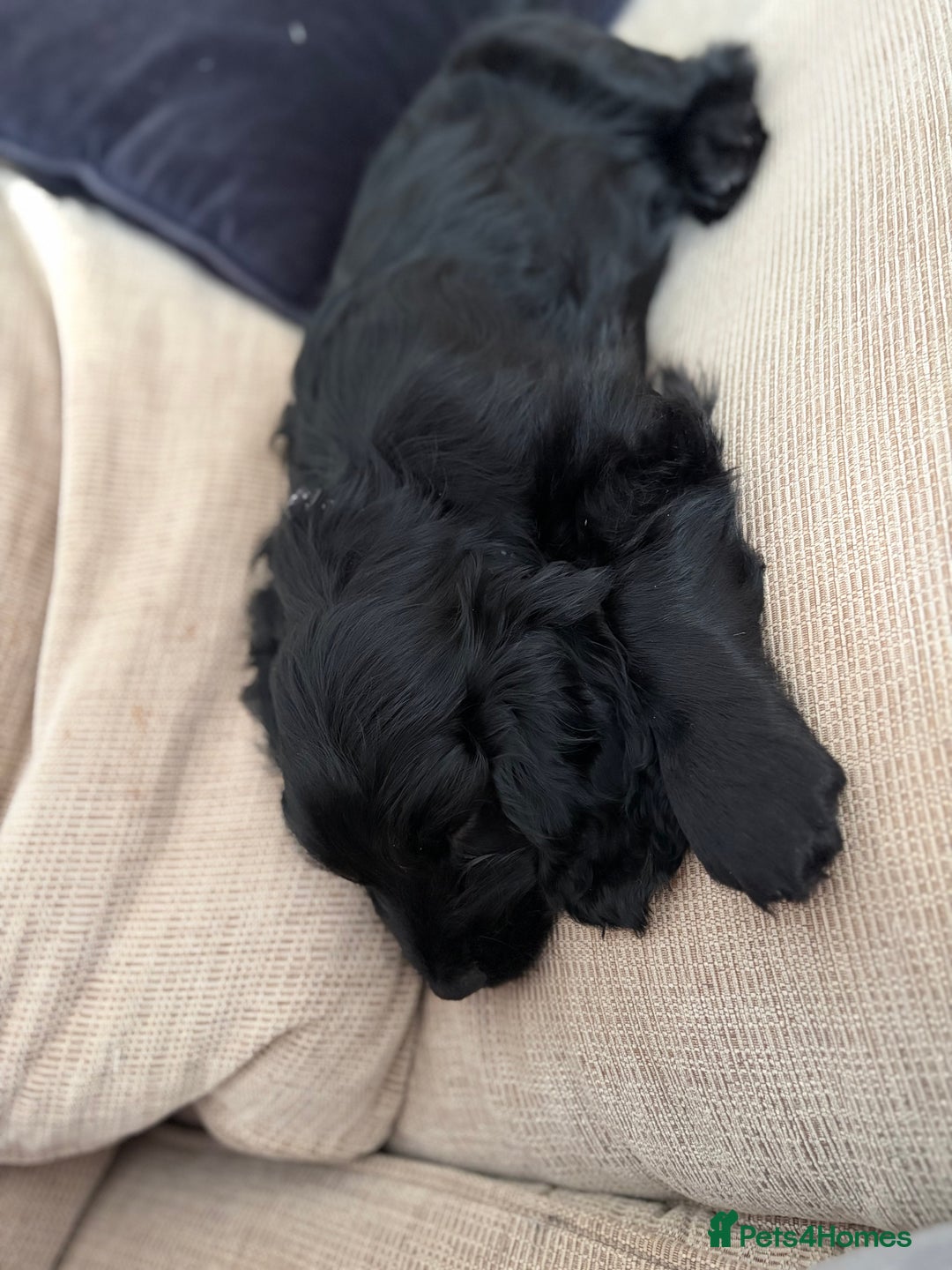 Cockapoo dogs for sale: Cockapoo X Coker spaniel  - Advert 23