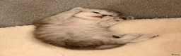 Persian cats for sale: Cute Persian kitten (last one left) in Bradford - Advert 5