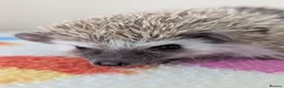 Pygmy Hedgehog rodents for sale: Beautiful Female Hoglets Ready Now 8 weeks old!!! - Advert 13