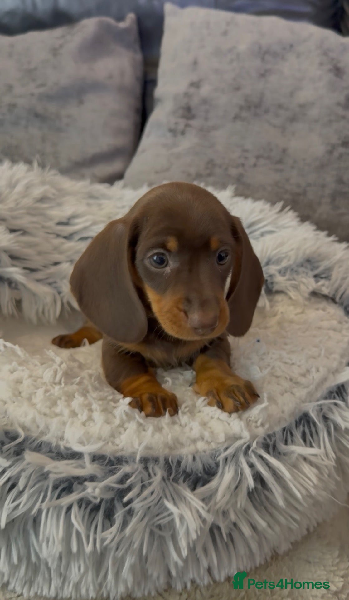 Miniature Dachshund dogs long & short hair miniture Daxi puppy’s 4 girls 💕 - Advert 2